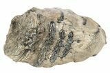 Partial Southern Mammoth Molar - Hungary #235255-4